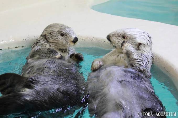 ラッコのキラ＆メイを24時間いつでも見られる！　鳥羽水族館のライブカメラにファン歓喜…大人気飼育員・石原さんも映るかも