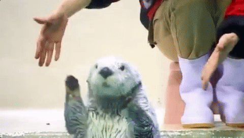ラッコのキラ＆メイを24時間いつでも見られる！　鳥羽水族館のライブカメラにファン歓喜…大人気飼育員・石原さんも映るかも