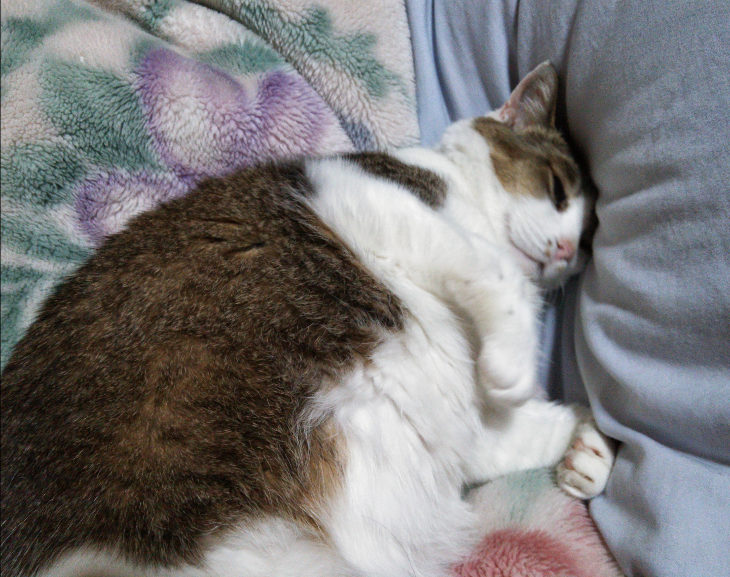 猫の画像を貼ると名前を付けてくれるトピ Part3
