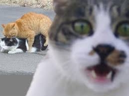 猫の画像を貼ると名前を付けてくれるトピ Part3