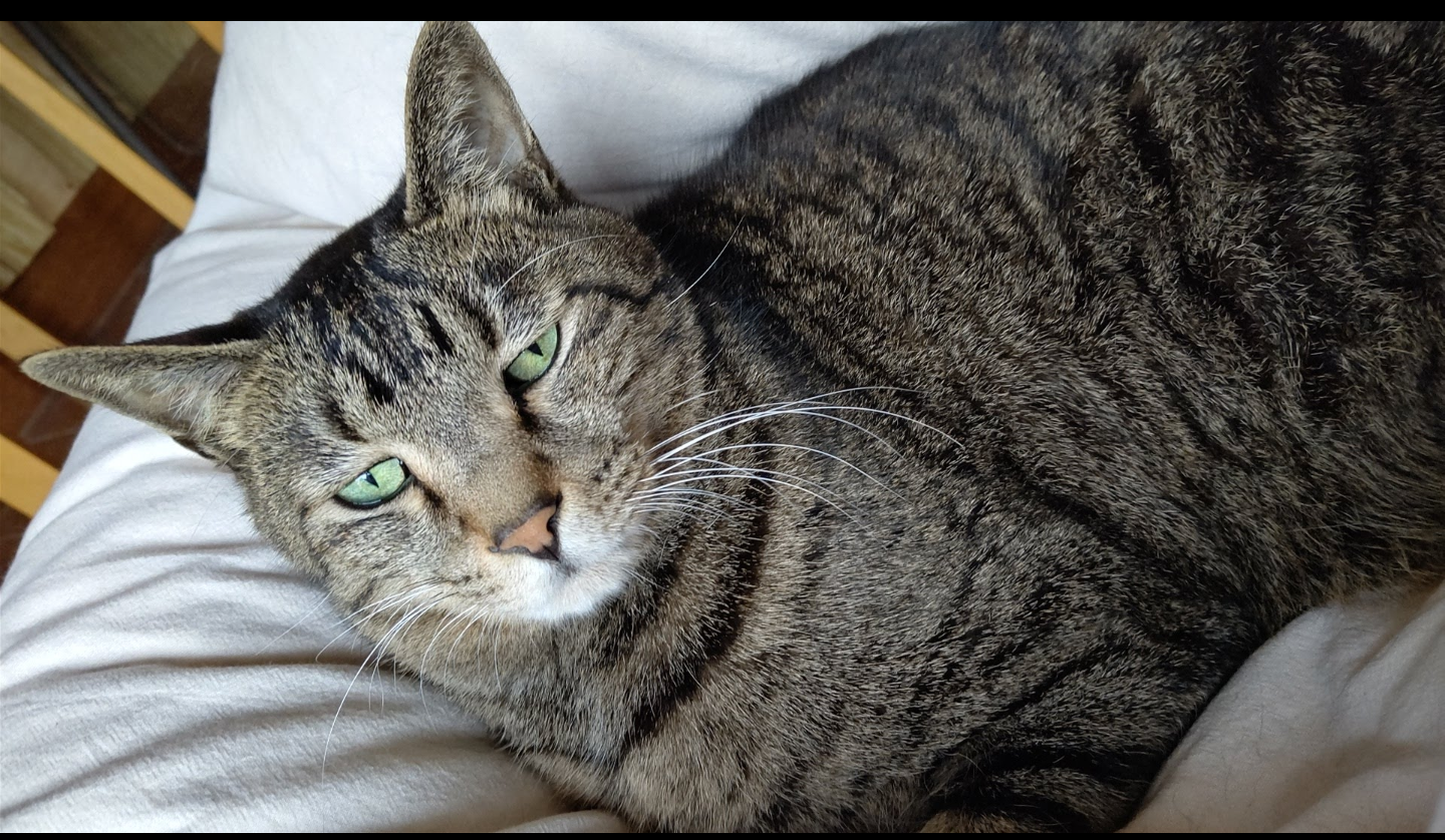猫の画像を貼ると名前を付けてくれるトピ Part3