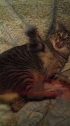 猫の画像を貼ると名前を付けてくれるトピ Part3