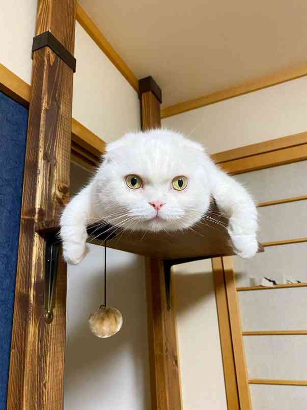 猫の画像を貼ると名前を付けてくれるトピ Part3