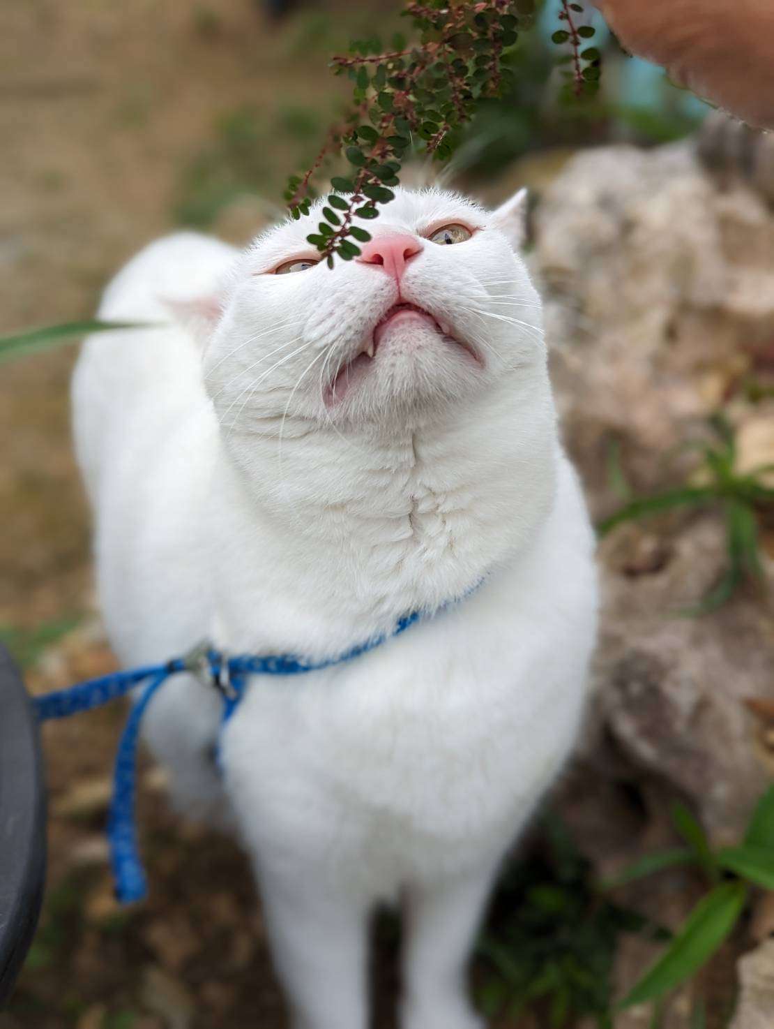 猫の画像を貼ると名前を付けてくれるトピ Part3