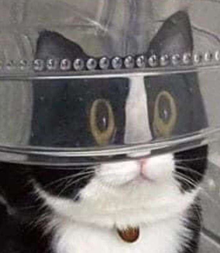 猫の画像を貼ると名前を付けてくれるトピ Part3
