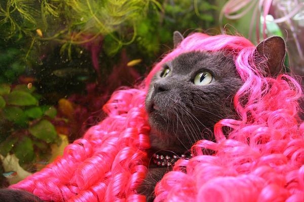 猫の画像を貼ると名前を付けてくれるトピ Part3