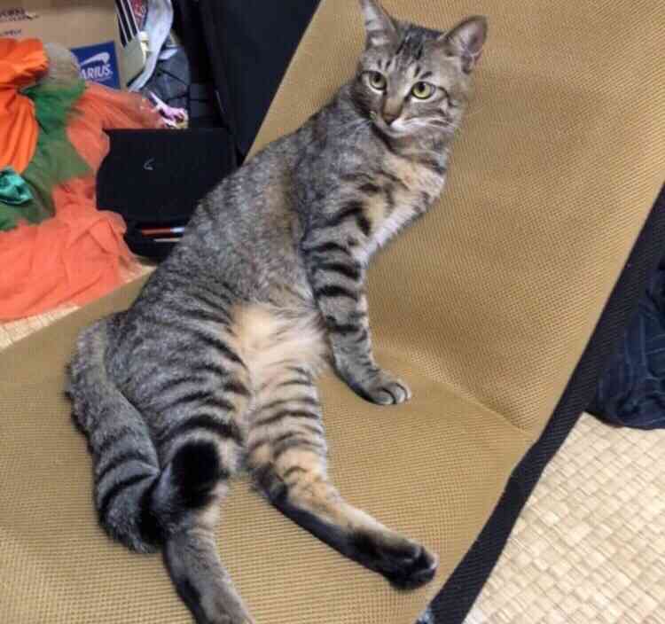 猫の画像を貼ると名前を付けてくれるトピ Part3
