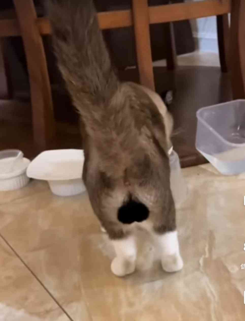 猫の画像を貼ると名前を付けてくれるトピ Part3