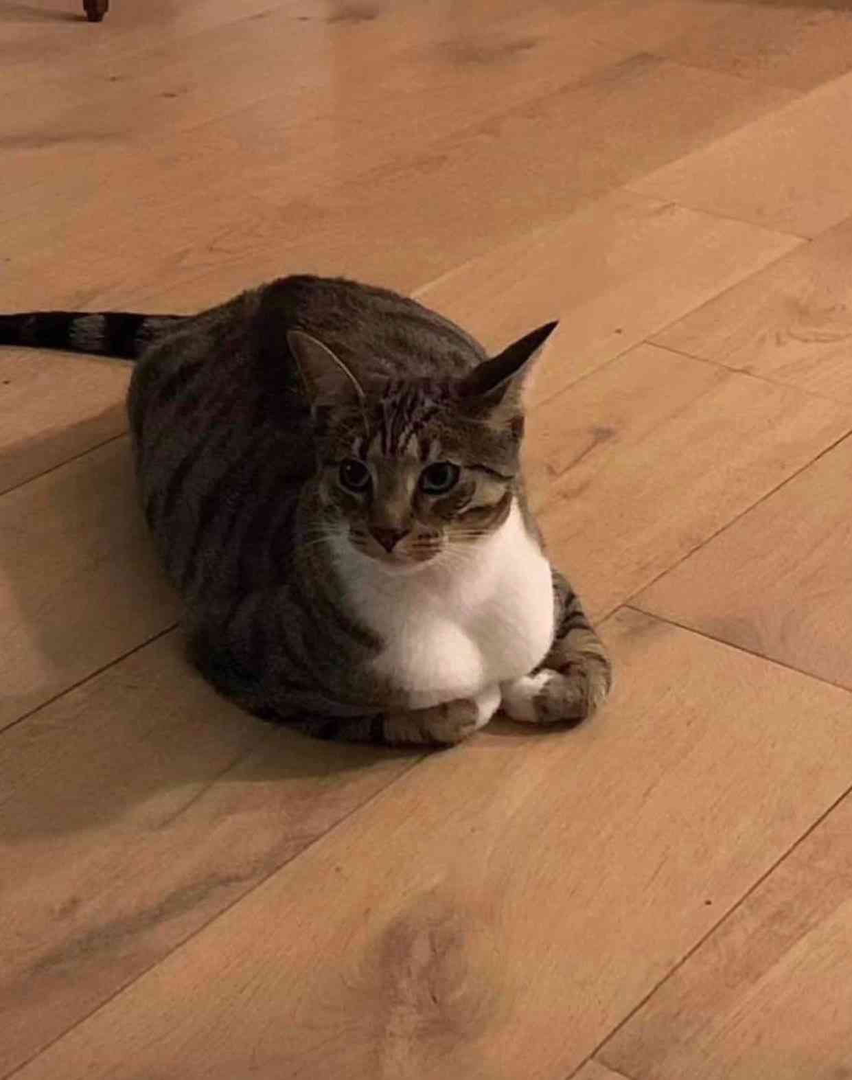 猫の画像を貼ると名前を付けてくれるトピ Part3