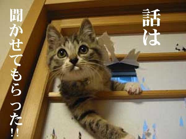猫の画像を貼ると名前を付けてくれるトピ Part3