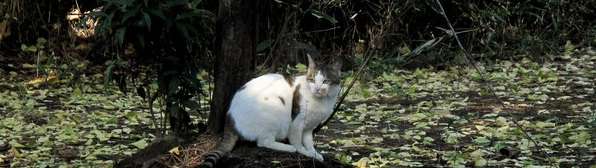 猫の画像を貼ると名前を付けてくれるトピ Part3