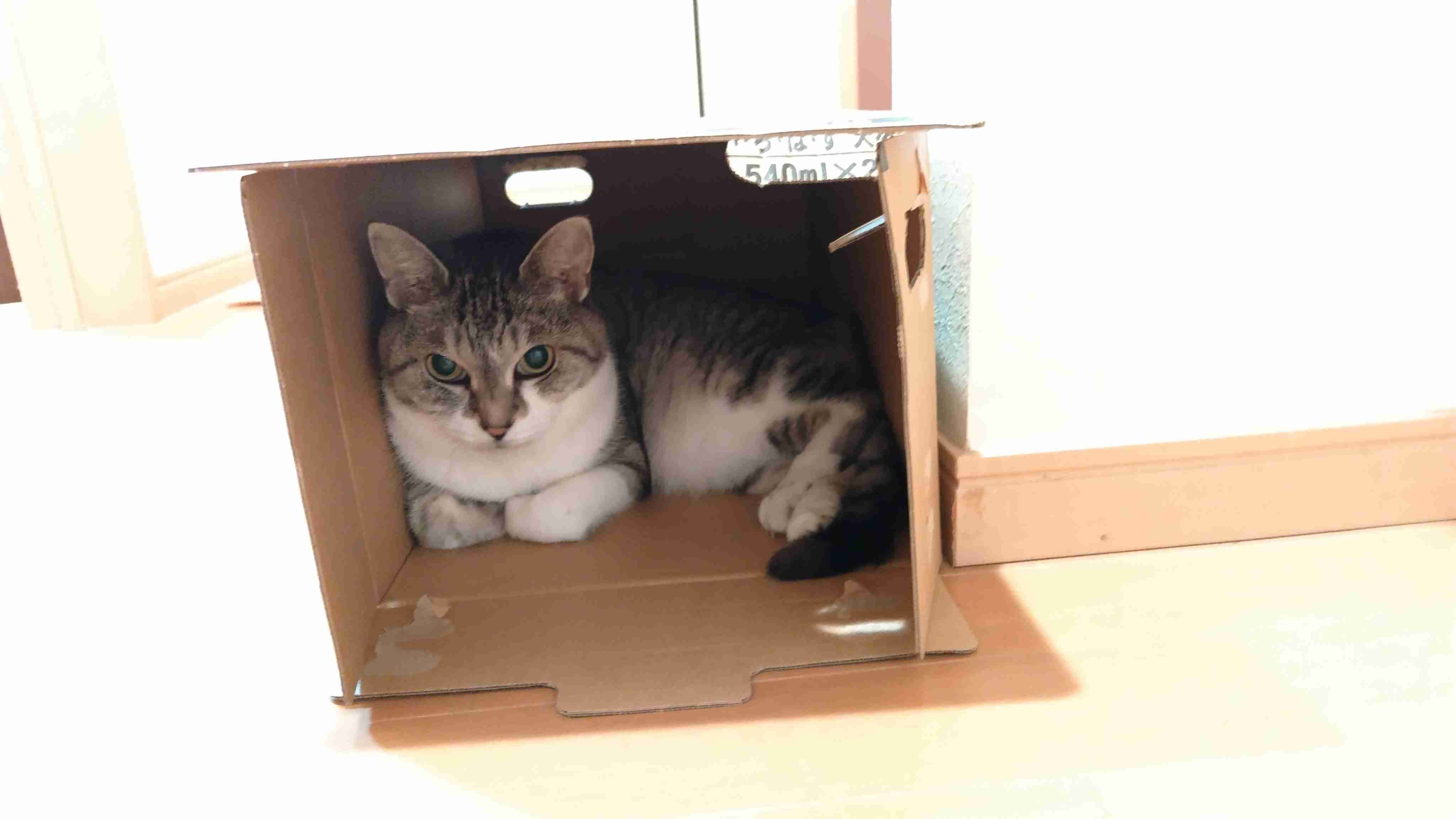 猫の画像を貼ると名前を付けてくれるトピ Part3