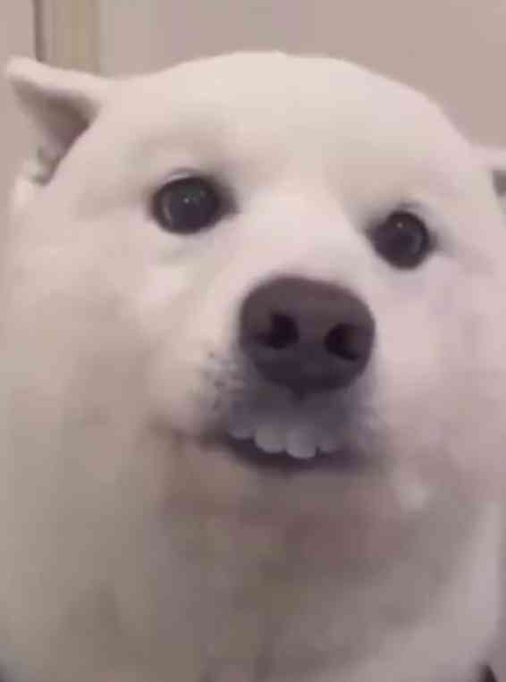 歯茎を強くしたい【切実】🦷