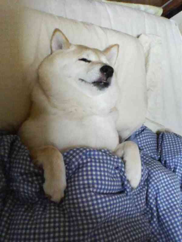 【週末】最高の睡眠