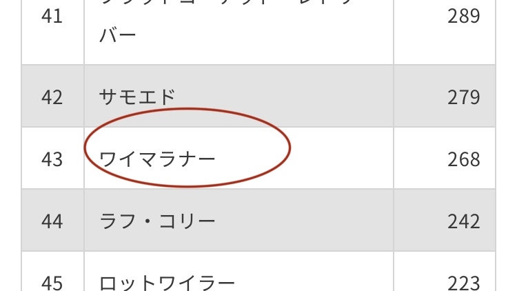 後藤祐樹氏、犬への「集団暴行」SNS情報に激怒「対人間と同じ罪で裁けばいい…法律甘すぎる」