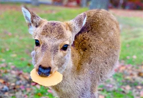 一言で兵庫県民だと思わせてください