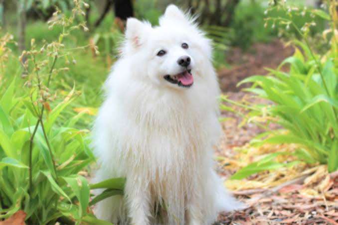 犬「で、オレが産まれたってわけ」　220万再生突破の爆笑ワンコに「ちっ、２回目の転生は犬かよ」「これでウインクとかされたら笑い死ぬww」