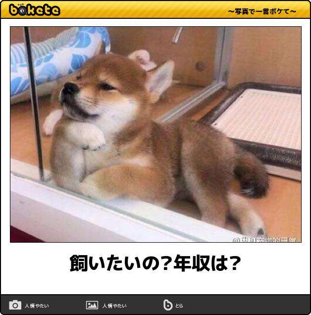 犬「で、オレが産まれたってわけ」　220万再生突破の爆笑ワンコに「ちっ、２回目の転生は犬かよ」「これでウインクとかされたら笑い死ぬww」