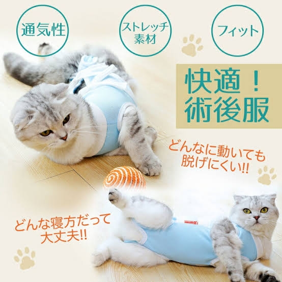 猫の去勢・避妊手術後の注意点