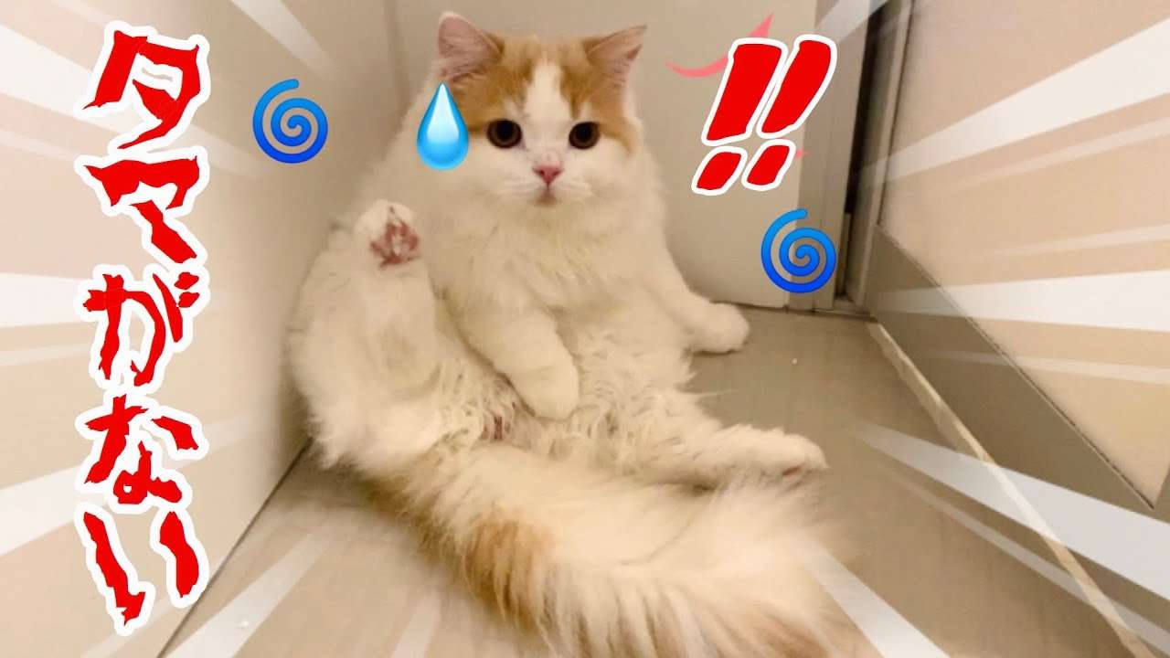 猫の去勢・避妊手術後の注意点
