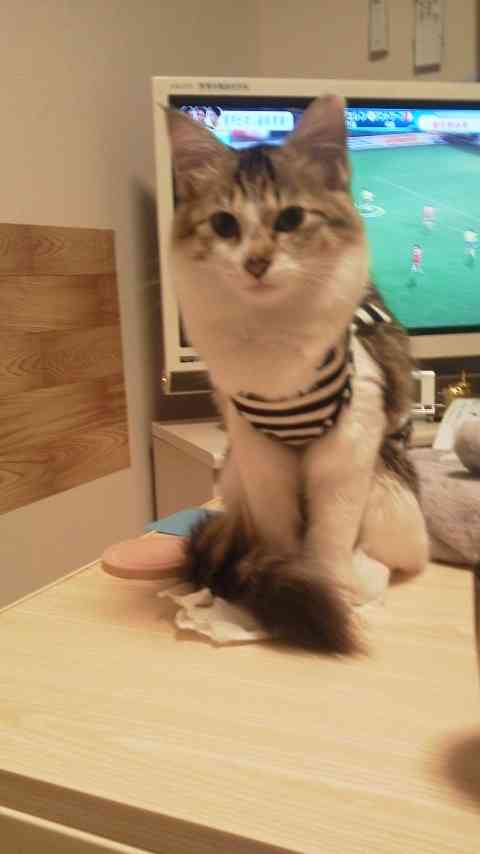 猫の去勢・避妊手術後の注意点