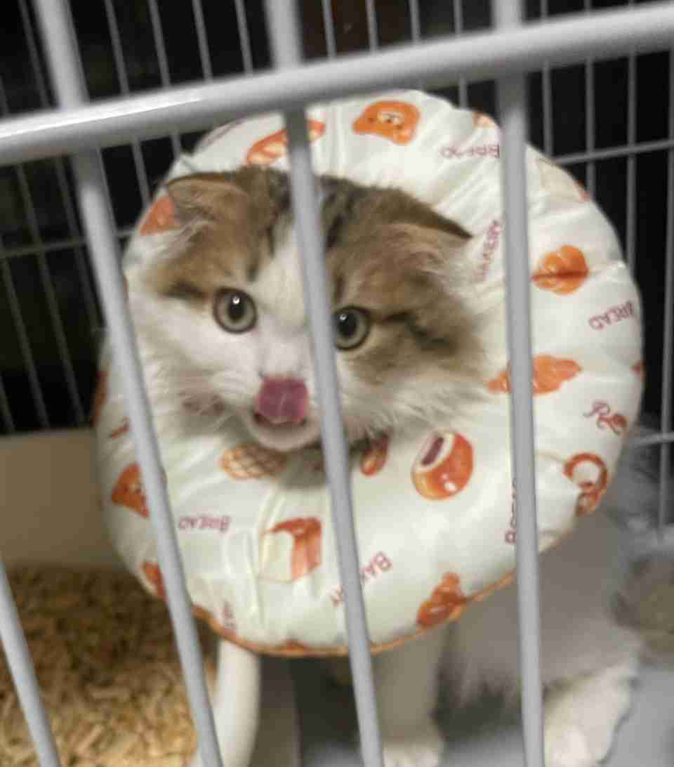 猫の去勢・避妊手術後の注意点