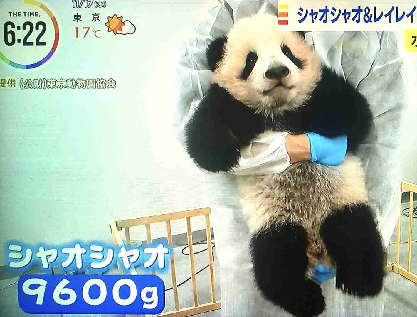 どれがシャオシャオ?「パンダの顔当てクイズ」表紙が話題のジャポニカ学習帳はマニア編集者、渾身の一冊