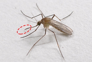 マユリカが好きな人語り合いましょう