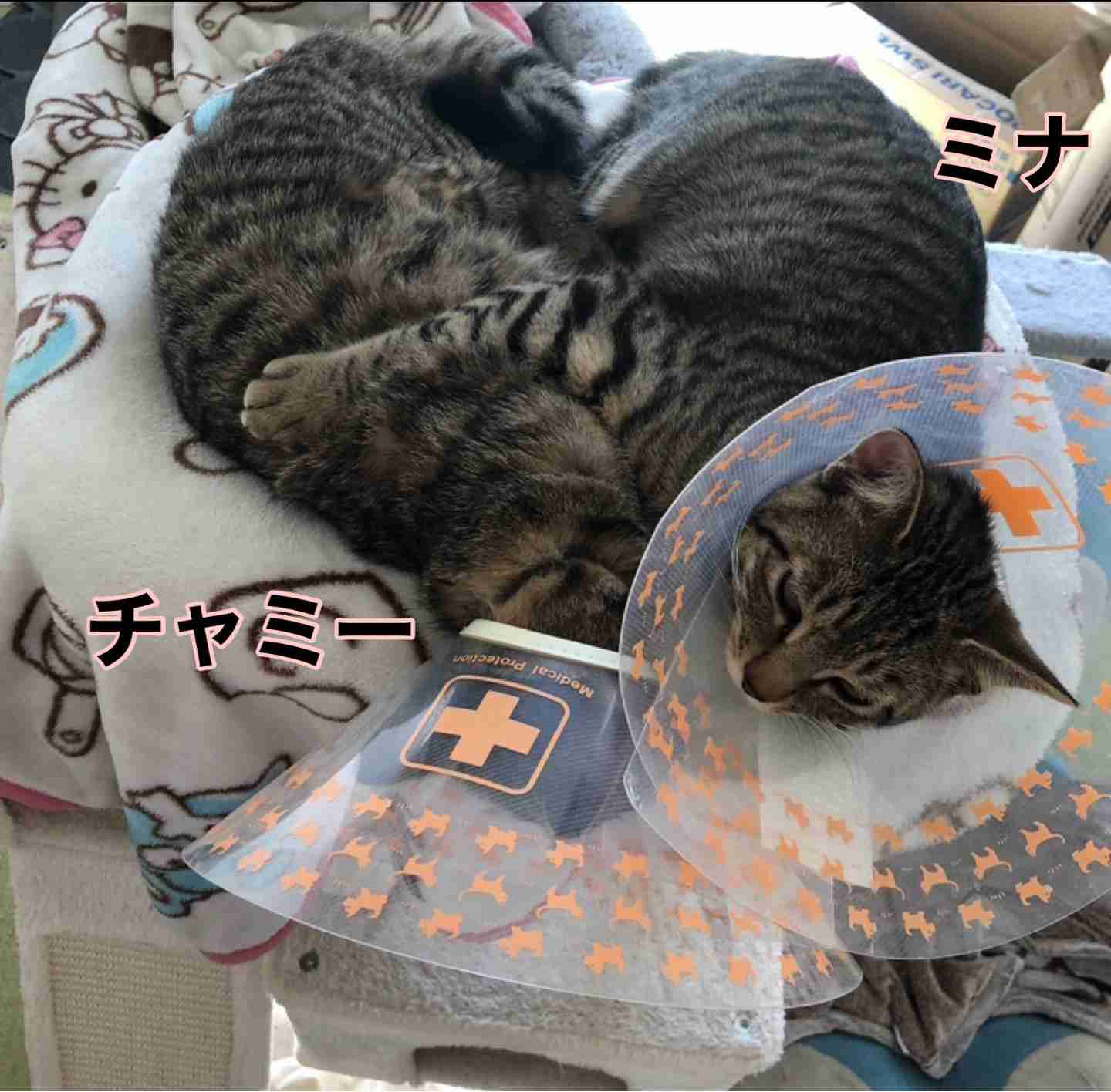 がるちゃん猫カフェ99号店開店しました♪(初めての方も大歓迎♪）