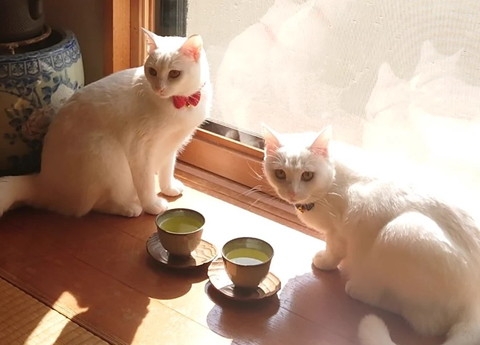 がるちゃん猫カフェ99号店開店しました♪(初めての方も大歓迎♪）