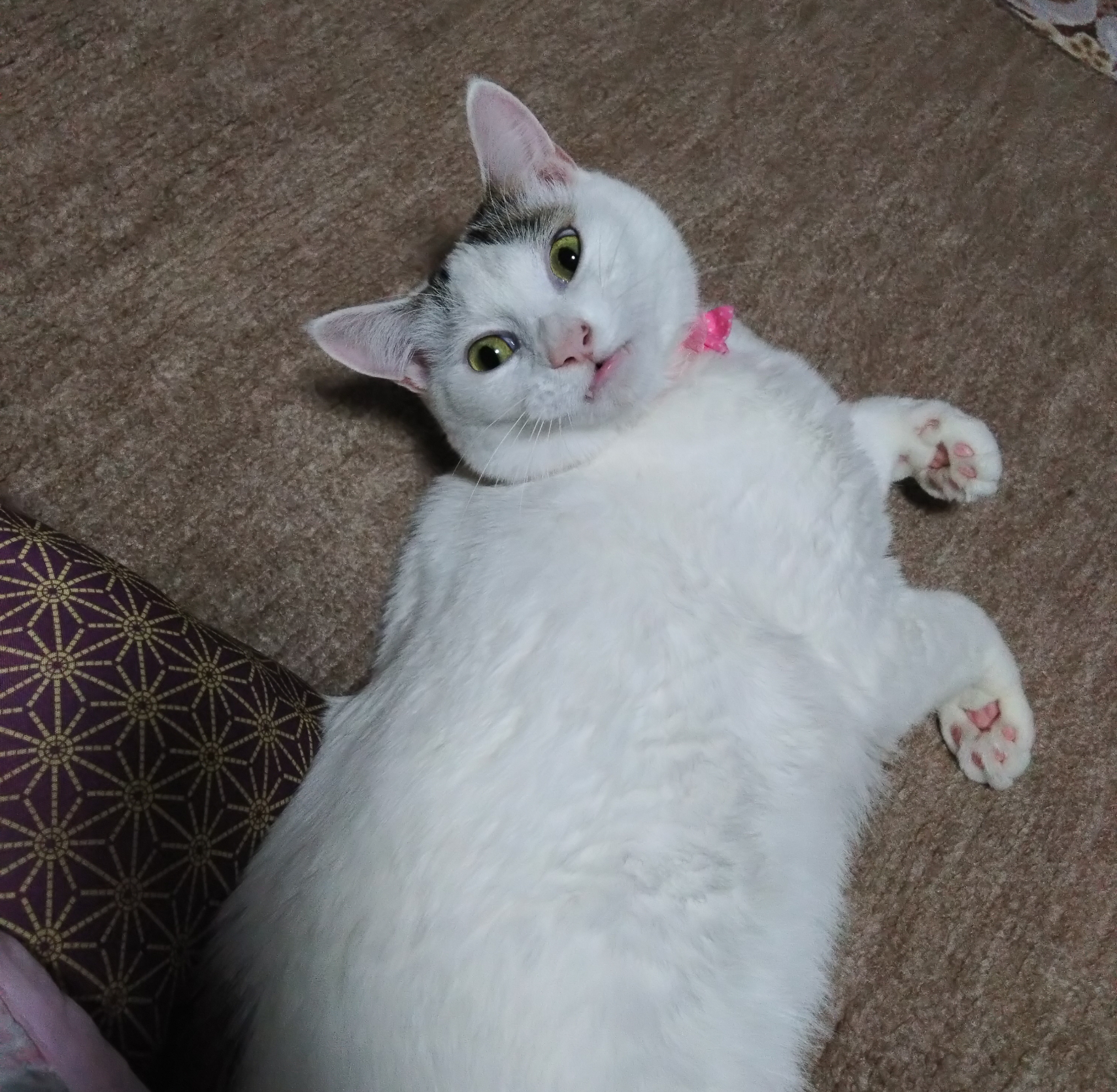 がるちゃん猫カフェ99号店開店しました♪(初めての方も大歓迎♪）
