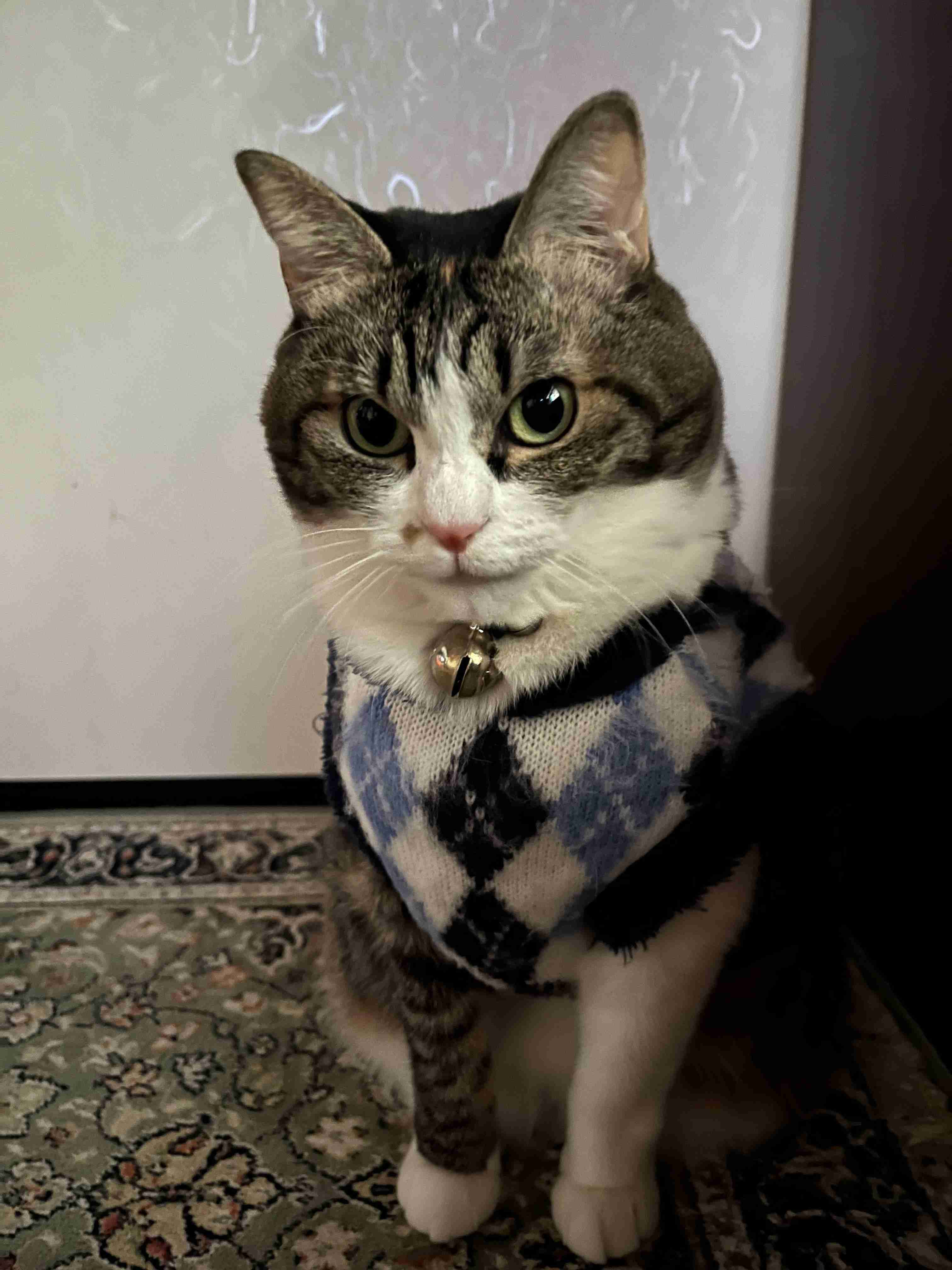 がるちゃん猫カフェ99号店開店しました♪(初めての方も大歓迎♪）