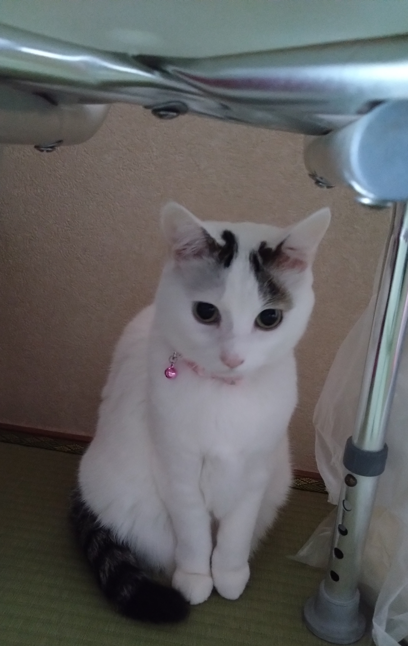 がるちゃん猫カフェ99号店開店しました♪(初めての方も大歓迎♪）