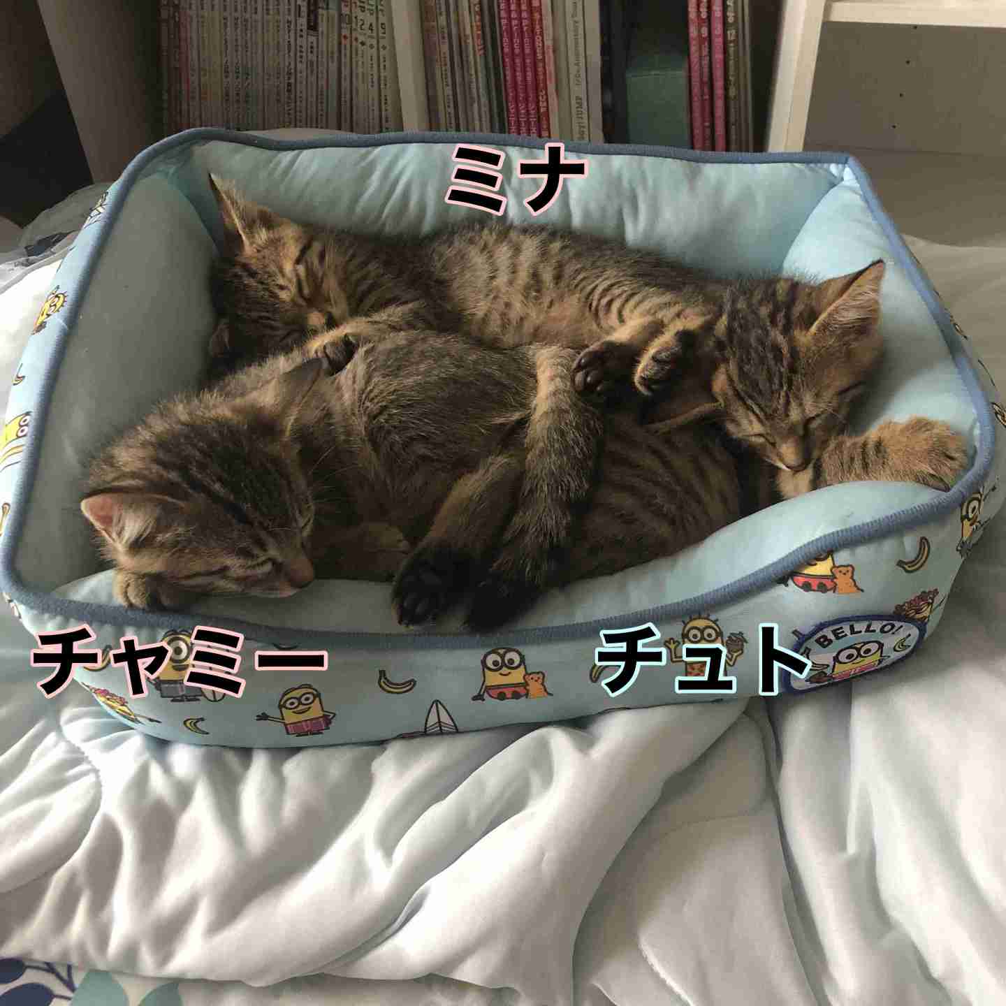 がるちゃん猫カフェ99号店開店しました♪(初めての方も大歓迎♪）