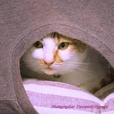 がるちゃん猫カフェ99号店開店しました♪(初めての方も大歓迎♪）