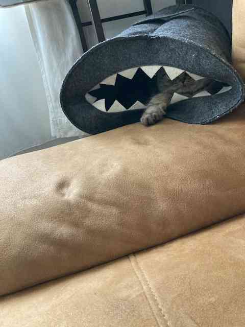 がるちゃん猫カフェ99号店開店しました♪(初めての方も大歓迎♪）