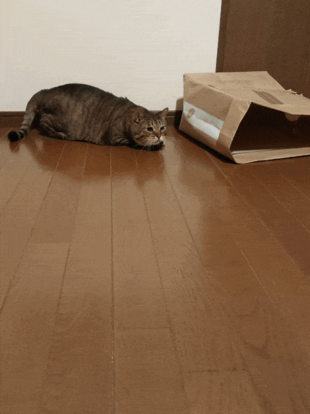 がるちゃん猫カフェ99号店開店しました♪(初めての方も大歓迎♪）