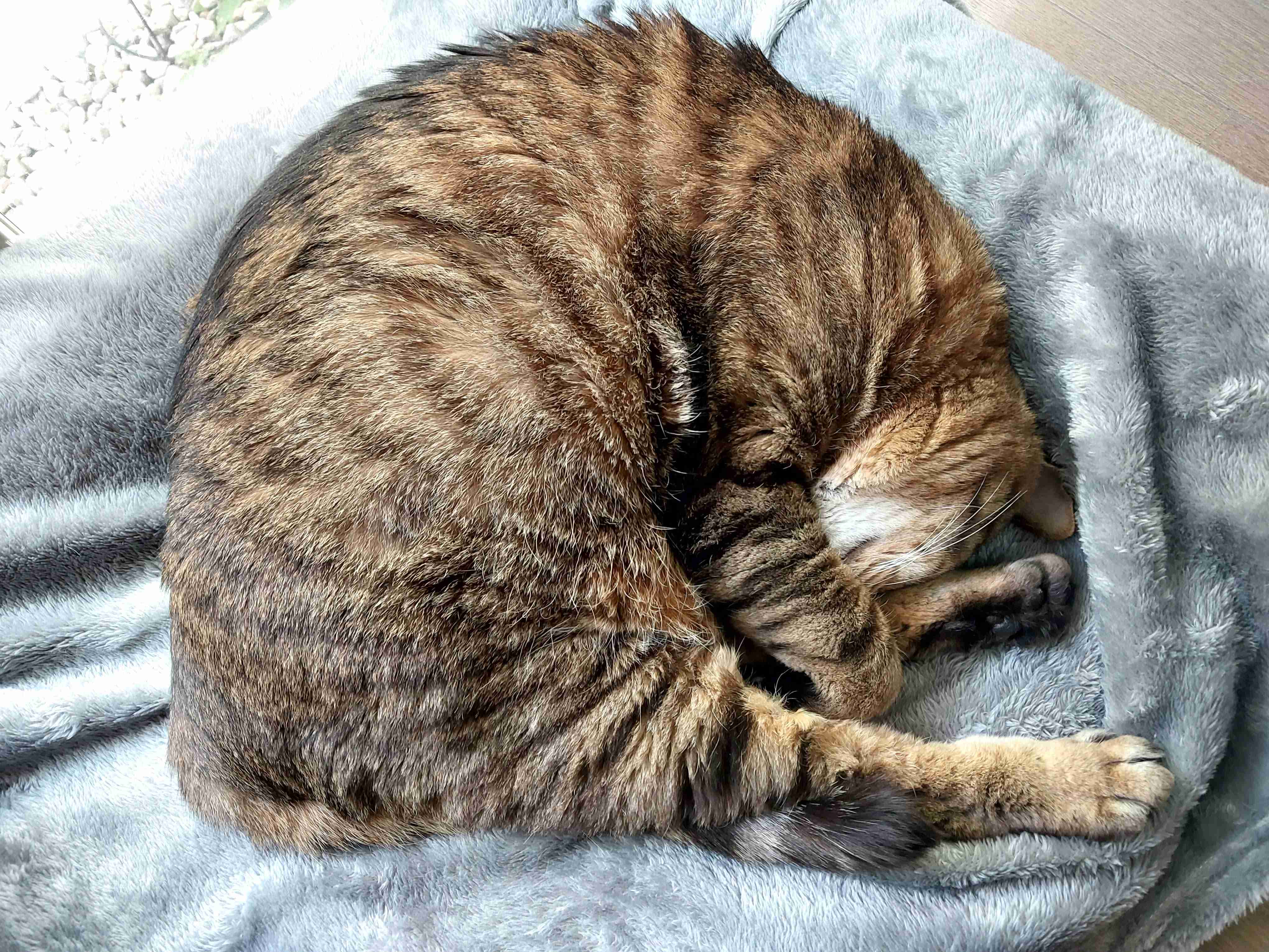 がるちゃん猫カフェ99号店開店しました♪(初めての方も大歓迎♪）