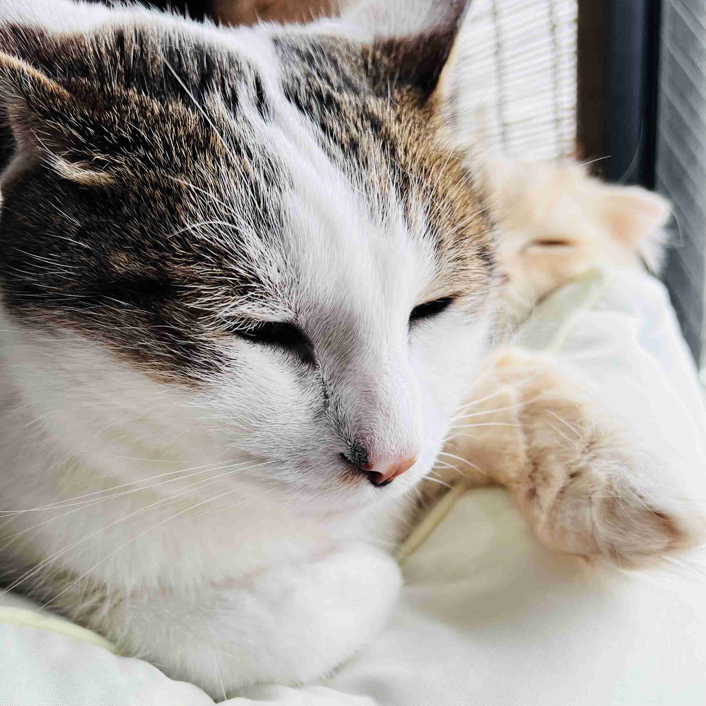 がるちゃん猫カフェ99号店開店しました♪(初めての方も大歓迎♪）