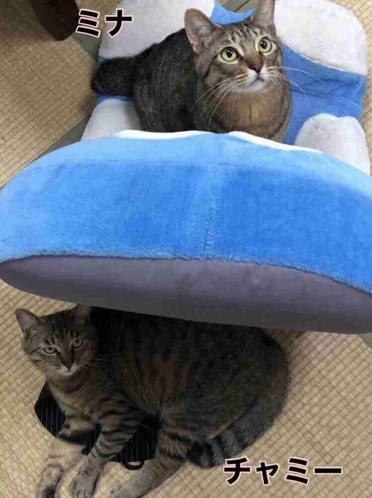 がるちゃん猫カフェ99号店開店しました♪(初めての方も大歓迎♪）