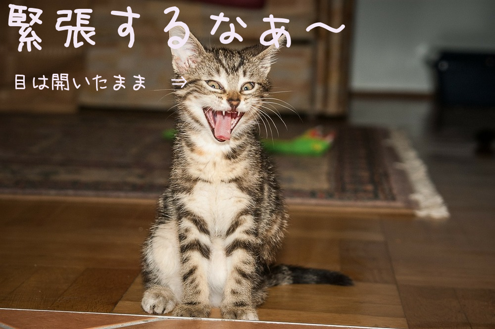 がるちゃん猫カフェ99号店開店しました♪(初めての方も大歓迎♪）