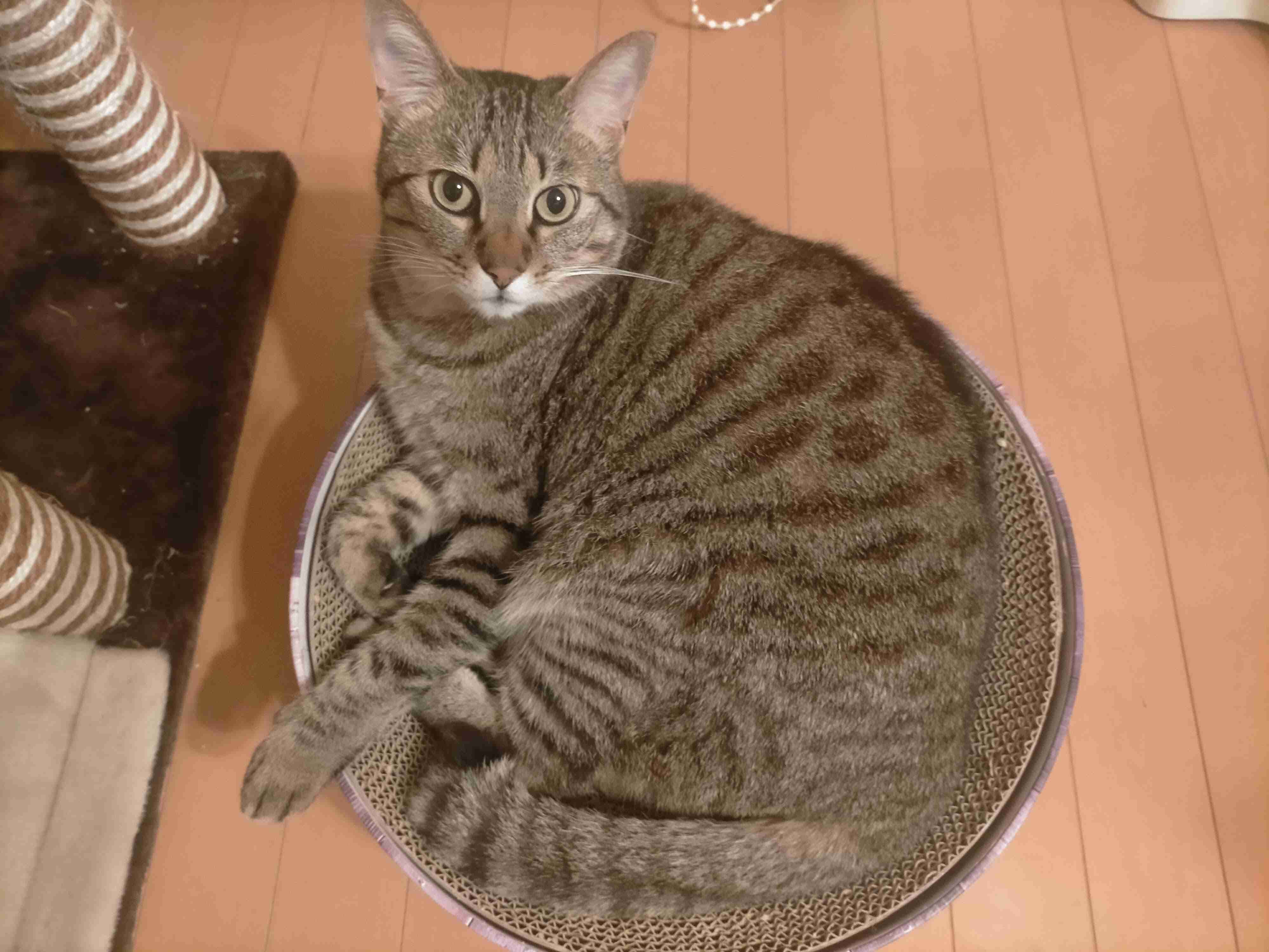 がるちゃん猫カフェ99号店開店しました♪(初めての方も大歓迎♪）