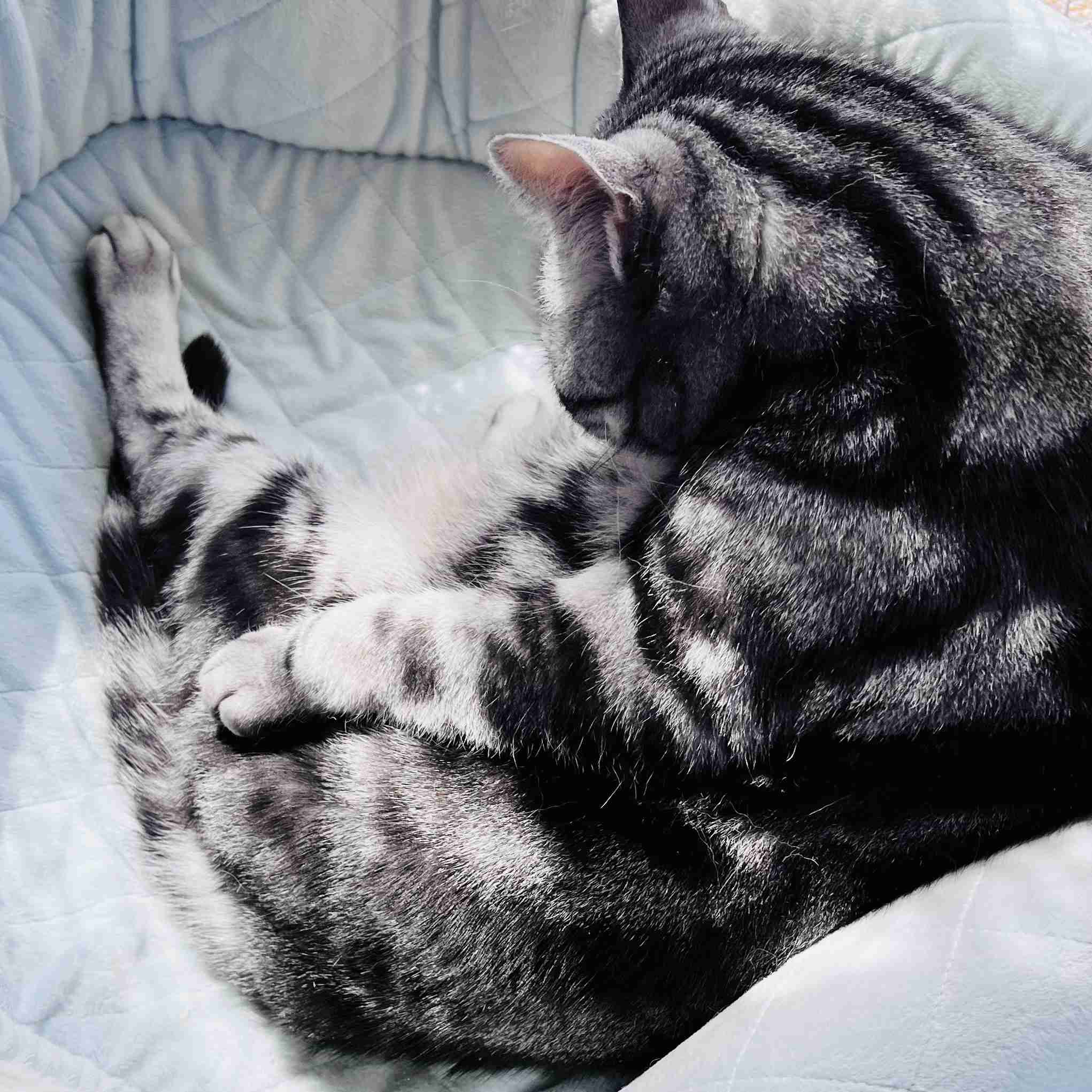 がるちゃん猫カフェ99号店開店しました♪(初めての方も大歓迎♪）