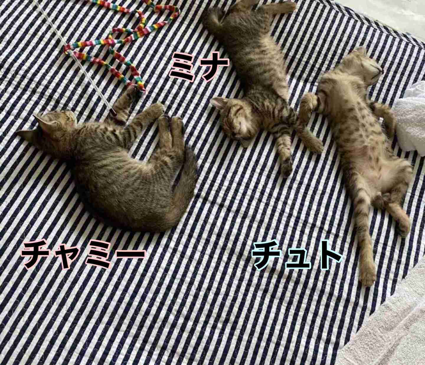 がるちゃん猫カフェ99号店開店しました♪(初めての方も大歓迎♪）