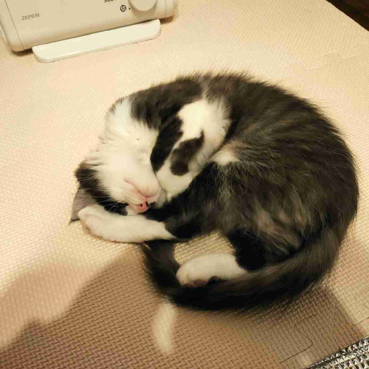 がるちゃん猫カフェ99号店開店しました♪(初めての方も大歓迎♪）