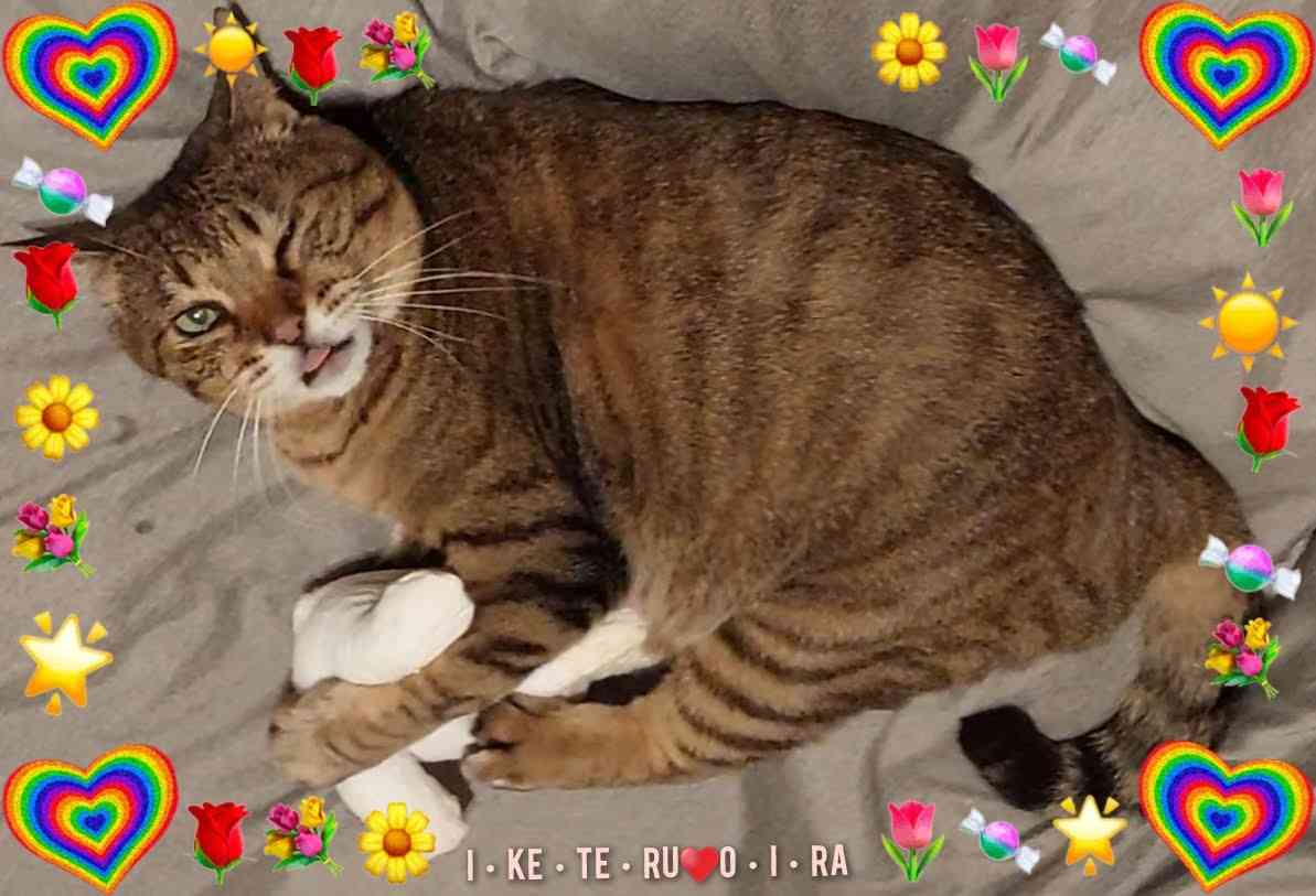 がるちゃん猫カフェ99号店開店しました♪(初めての方も大歓迎♪）