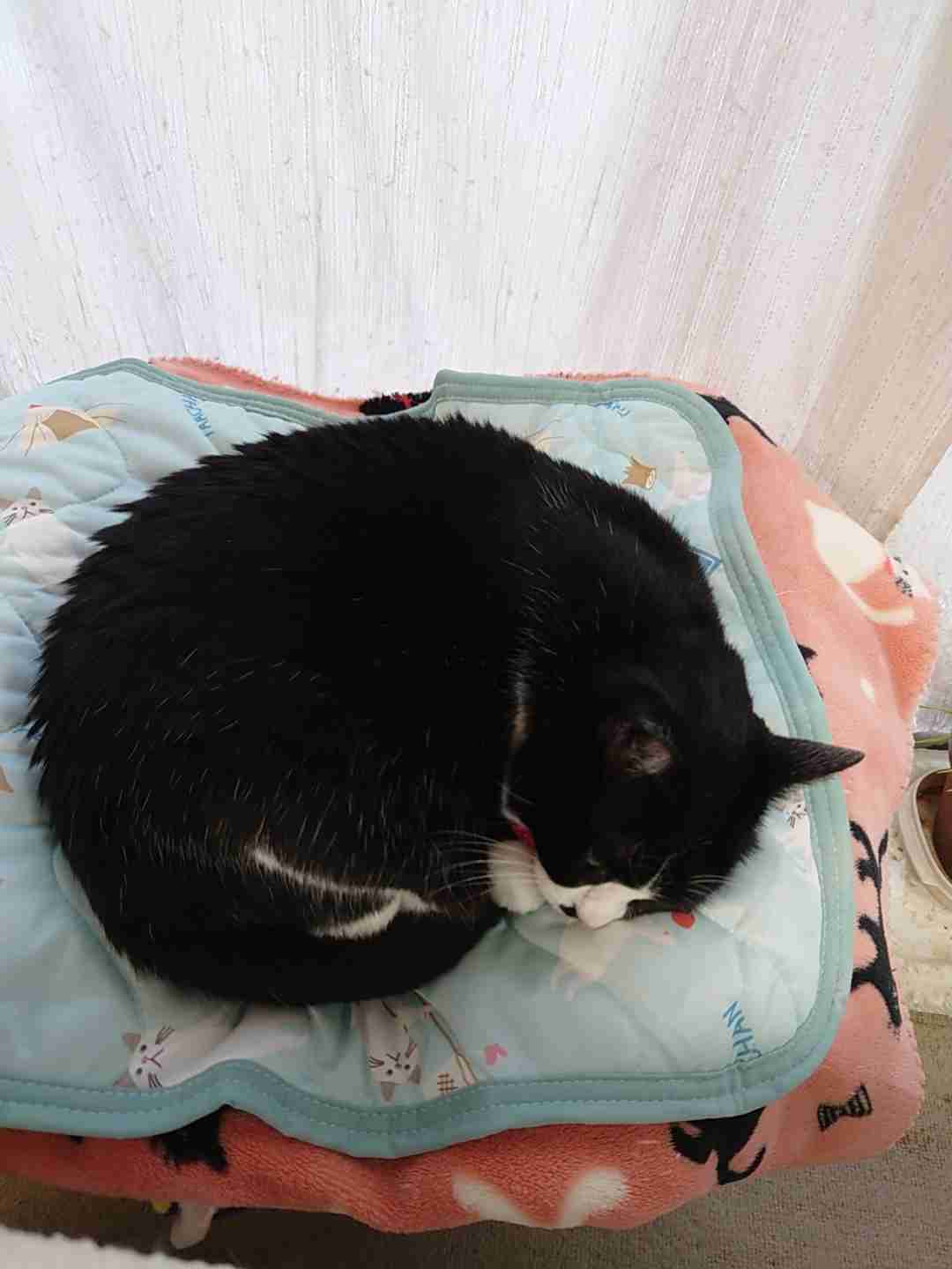 がるちゃん猫カフェ99号店開店しました♪(初めての方も大歓迎♪）