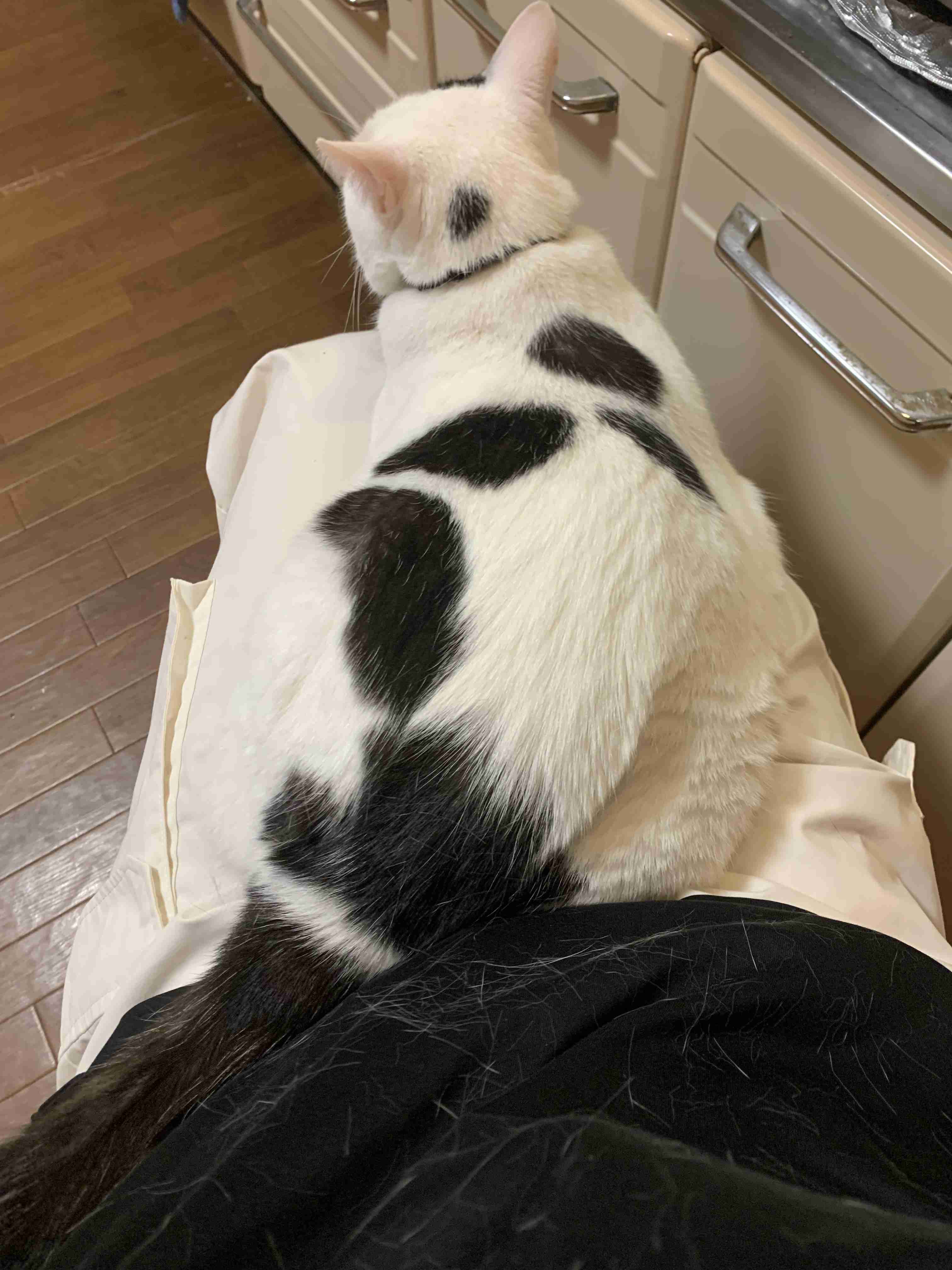 がるちゃん猫カフェ99号店開店しました♪(初めての方も大歓迎♪）
