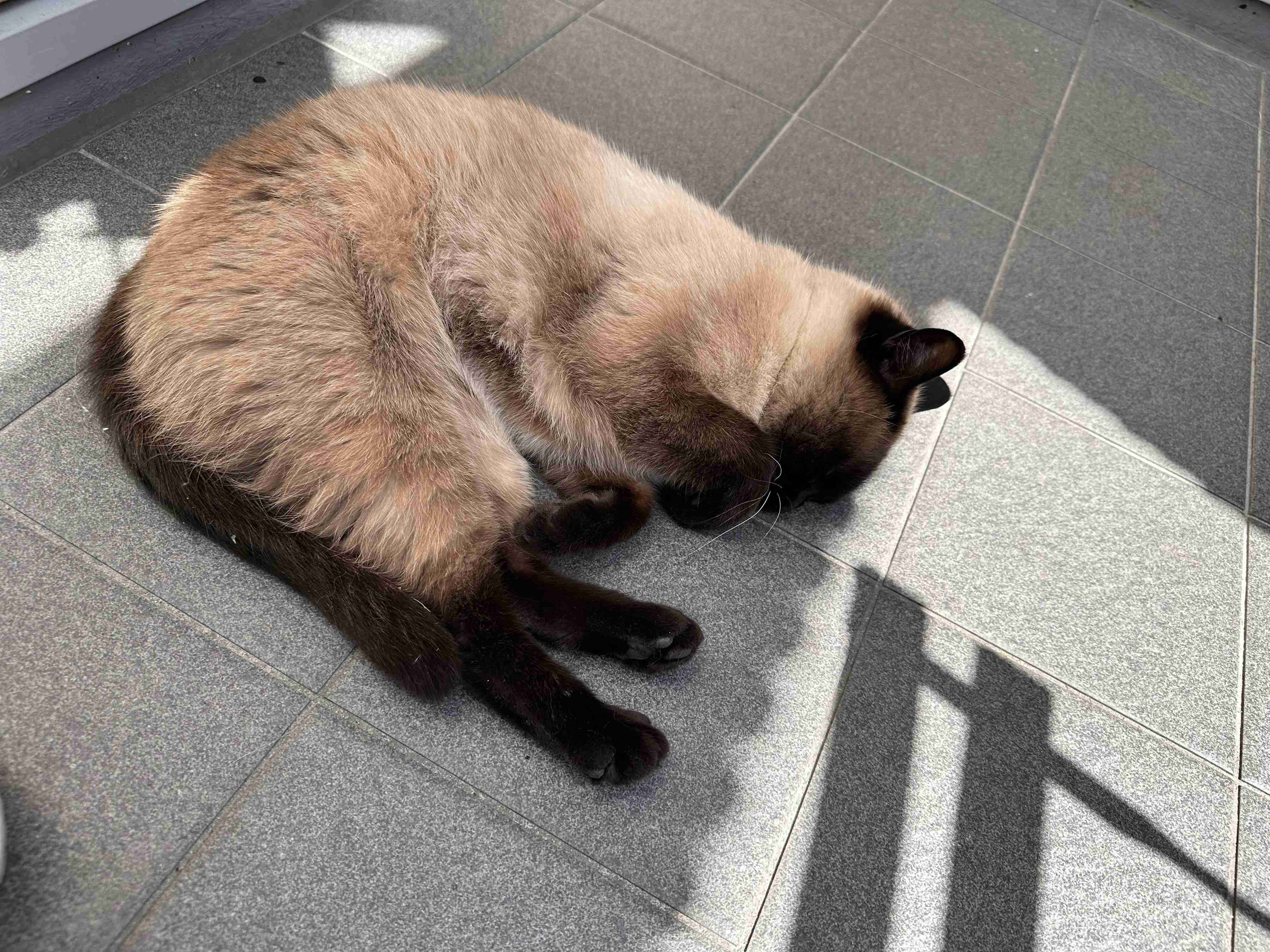 がるちゃん猫カフェ99号店開店しました♪(初めての方も大歓迎♪）