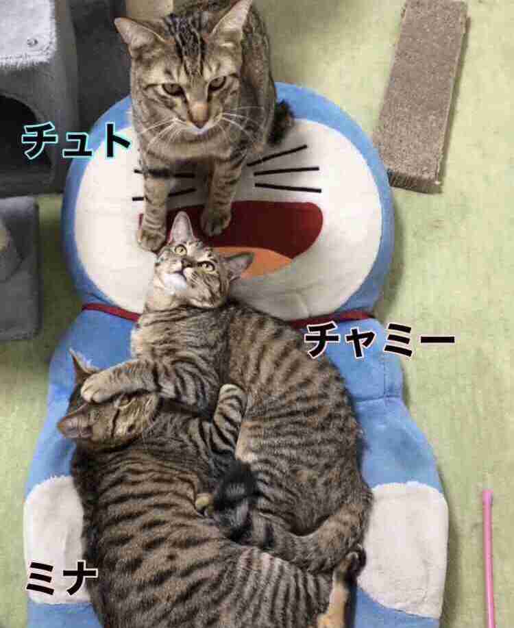 がるちゃん猫カフェ99号店開店しました♪(初めての方も大歓迎♪）